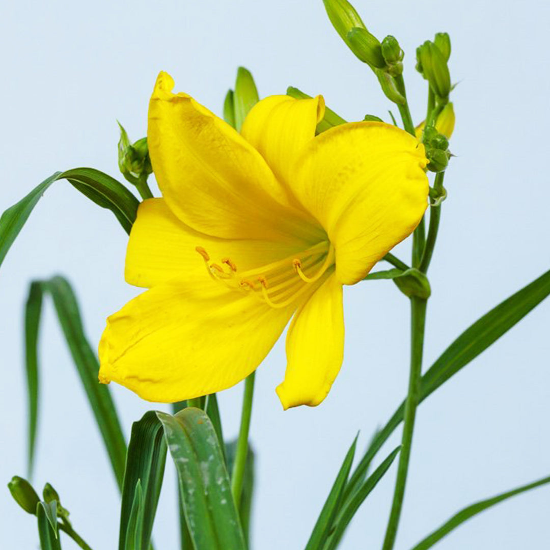 Daylily_Yangtze_1_1080x.jpg?v=