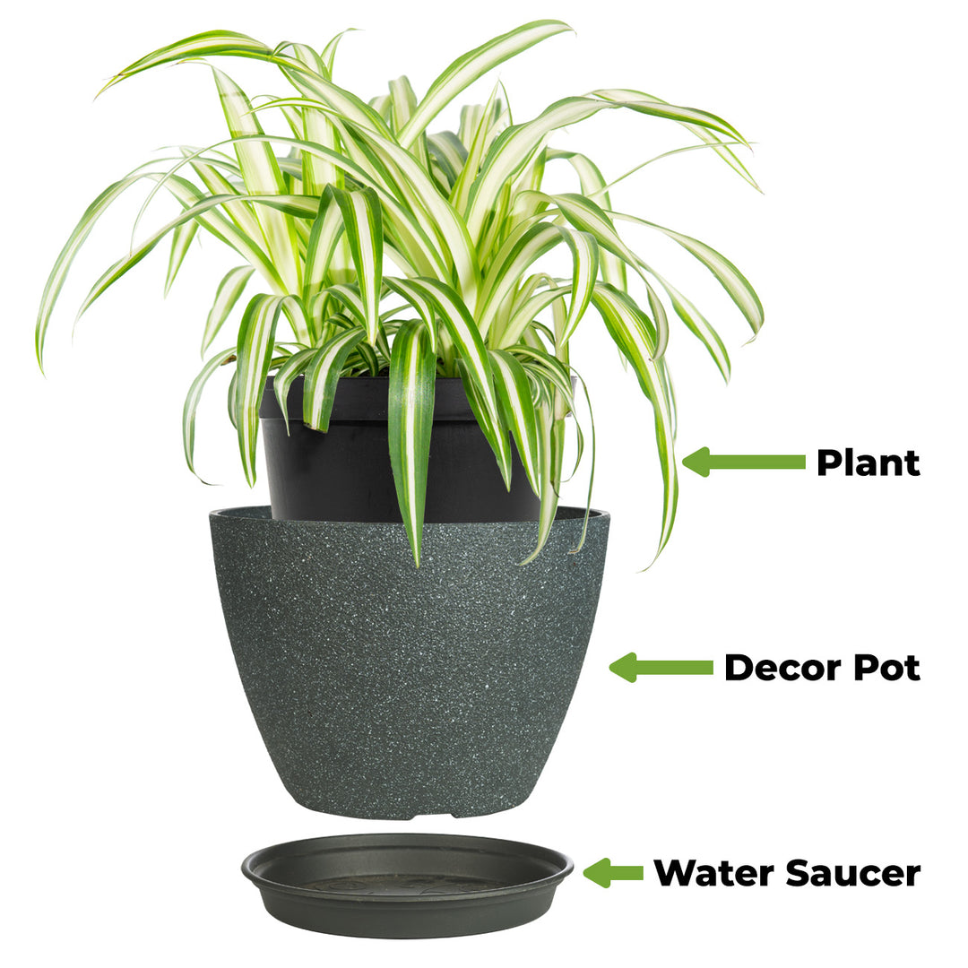best pot for spider plant Variegated Spider Plant - 6 Inch Pot