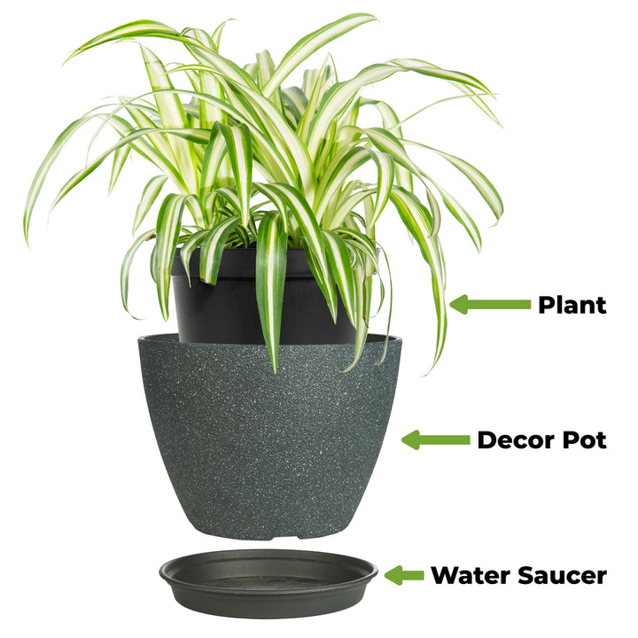 perfect plants spider plant in a 12cm pot Variegated Spider Plant - 6 Inch Pot