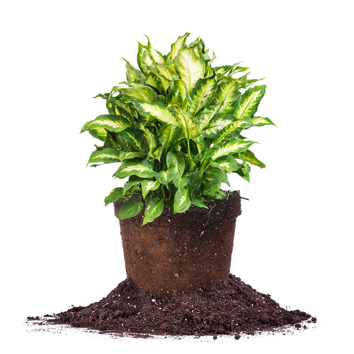 dieffenbachia mixed Dieffenbachia Camille for Sale | Dumb Cane