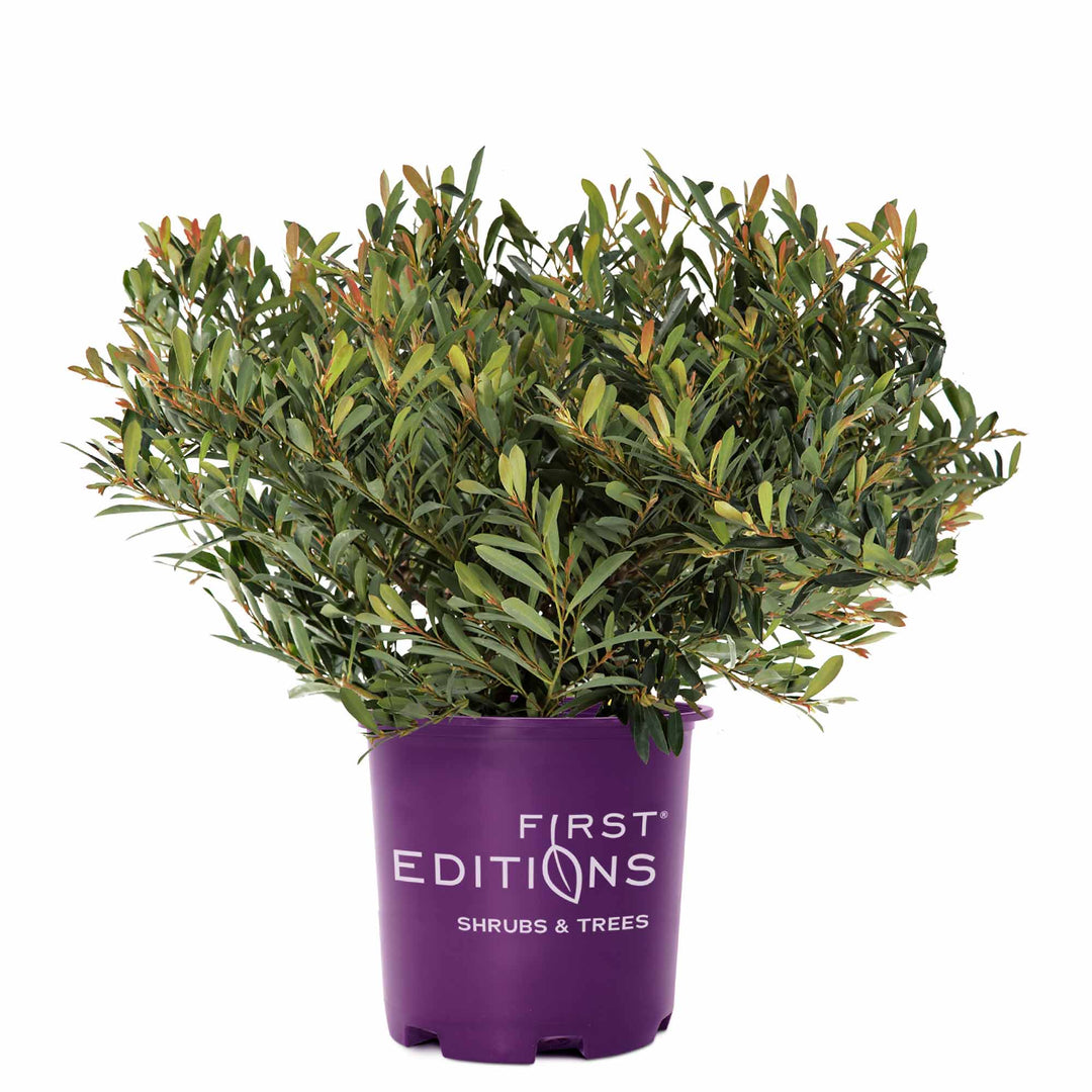 cinnamon jade plant Buy Cinnamon Girl Distylium Plant for Sale Online