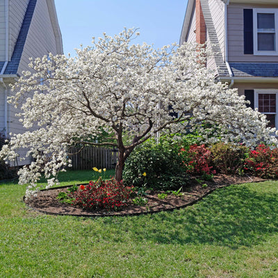 White Kousa Dogwood for sale online