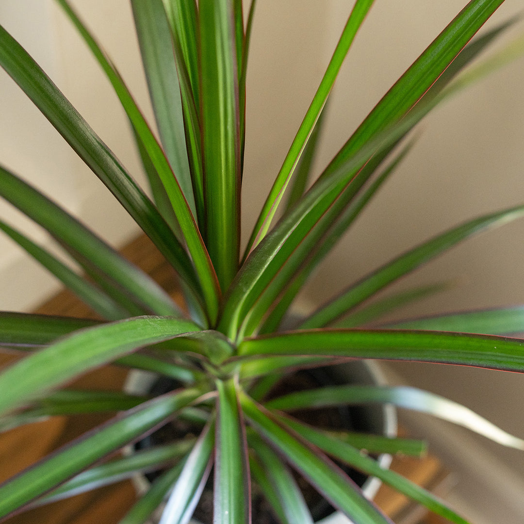 Buy Dracaena Marginata for Sale | Buy Houseplants Online