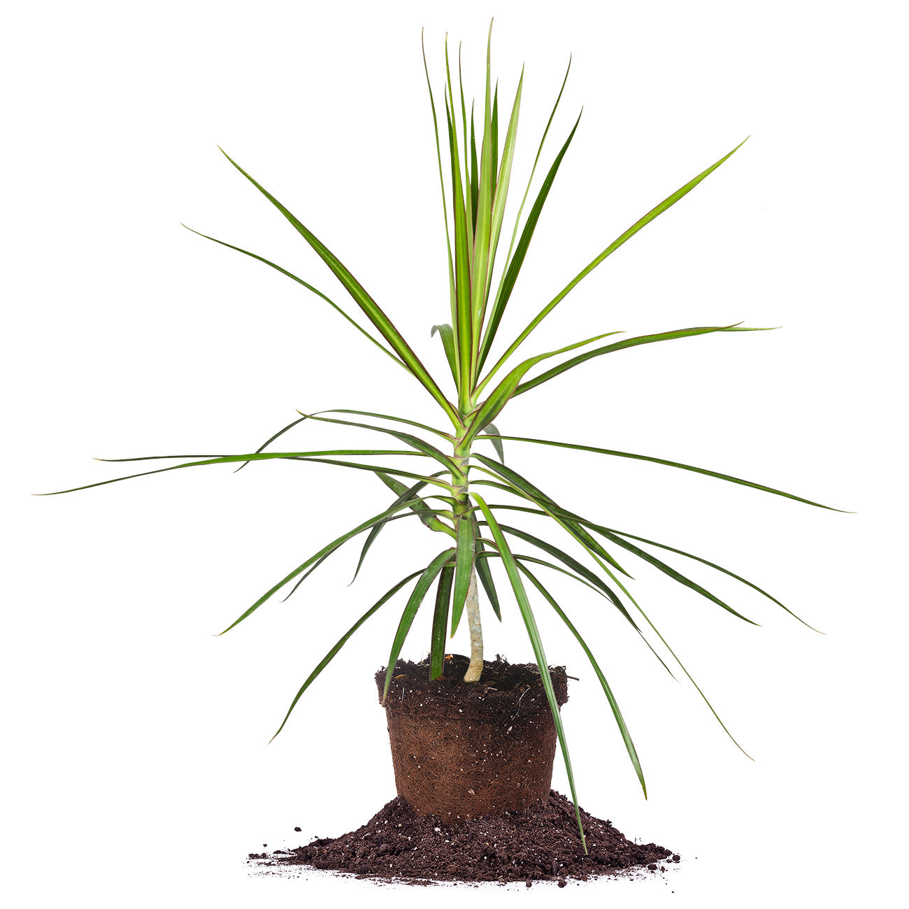 premium dracaena marginata Buy Dracaena Marginata for Sale | Buy Houseplants Online
