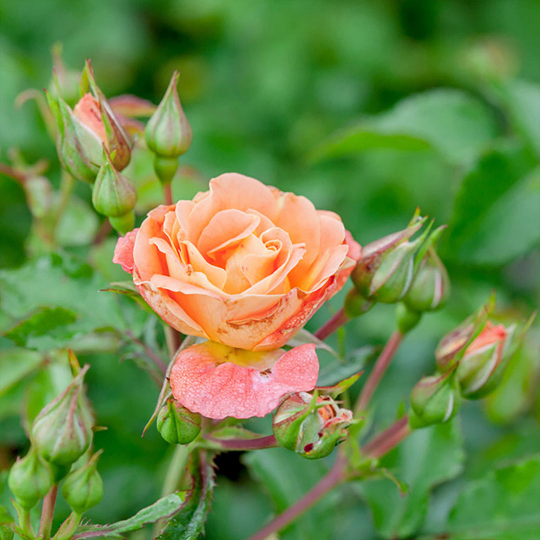 Faith Peach Garden Pod プリザーブドフラワー Peach Drift® Rose Tree for Sale | Evergreen | Perfect Plants