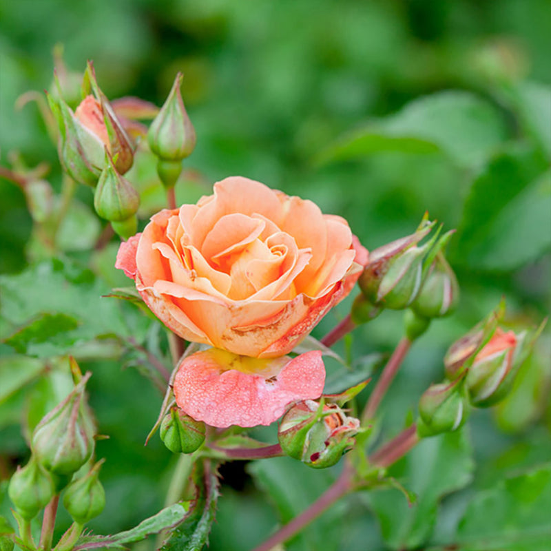 peach drift rose plant Peach Drift Rose Tree - 3-4 ft