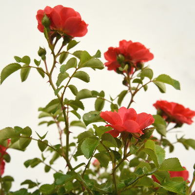 Coral drift rose bush flowers against a white background