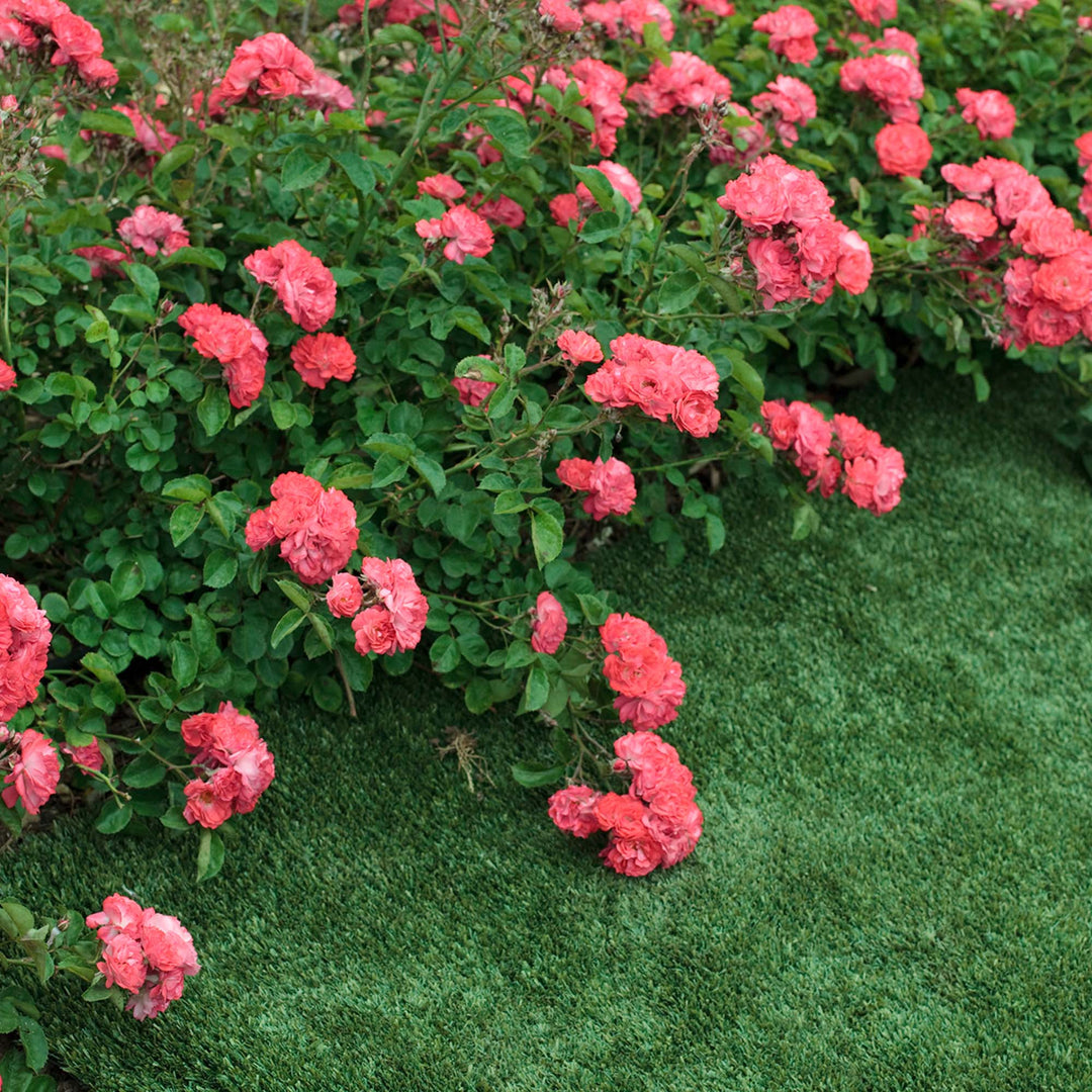 Coral Drift® Roses for Sale | Disease Resistant | Perfect Plants