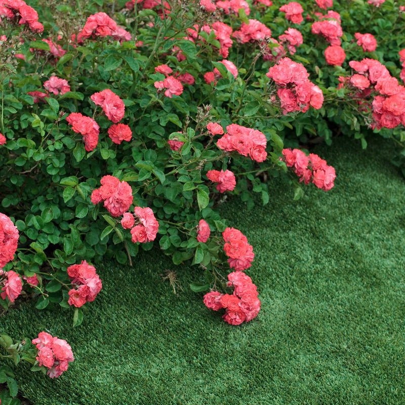 A flowering hedge of blooming coral drift rose bushes