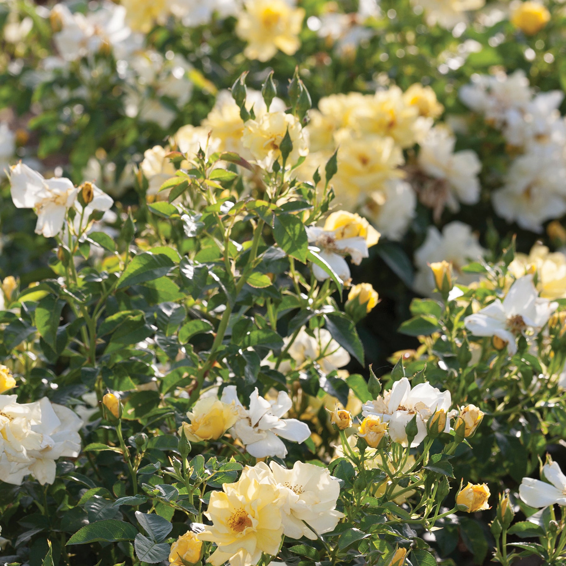 Buy Lemon Drift® Rose Bush | Perfect Plants