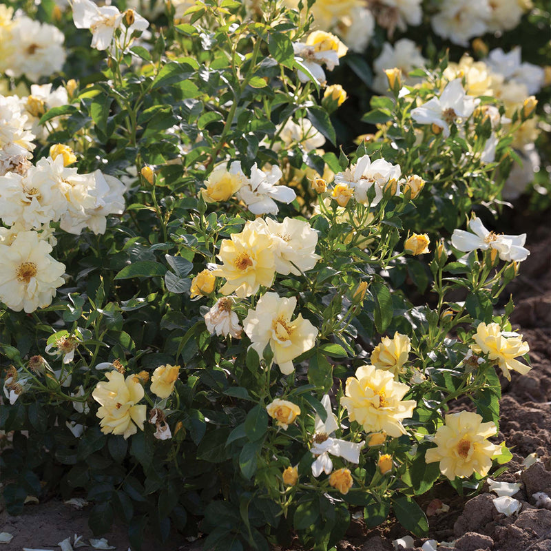 A Lemon Drift Rose Bush covered in dozens of yellow and pink flowers