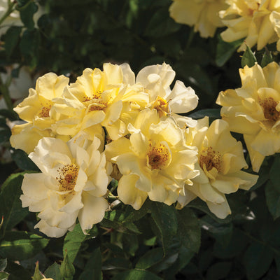 Lemon Drift® Rose Bush