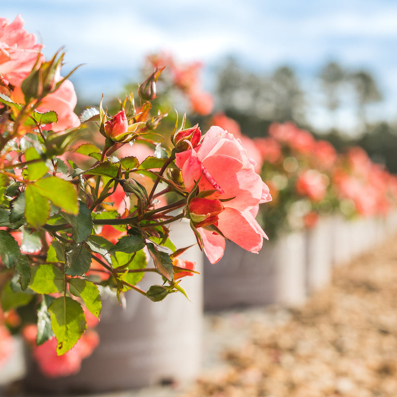 Close-up of peach drift rose bush flowers with a blurred garden background at perfect plants nursery