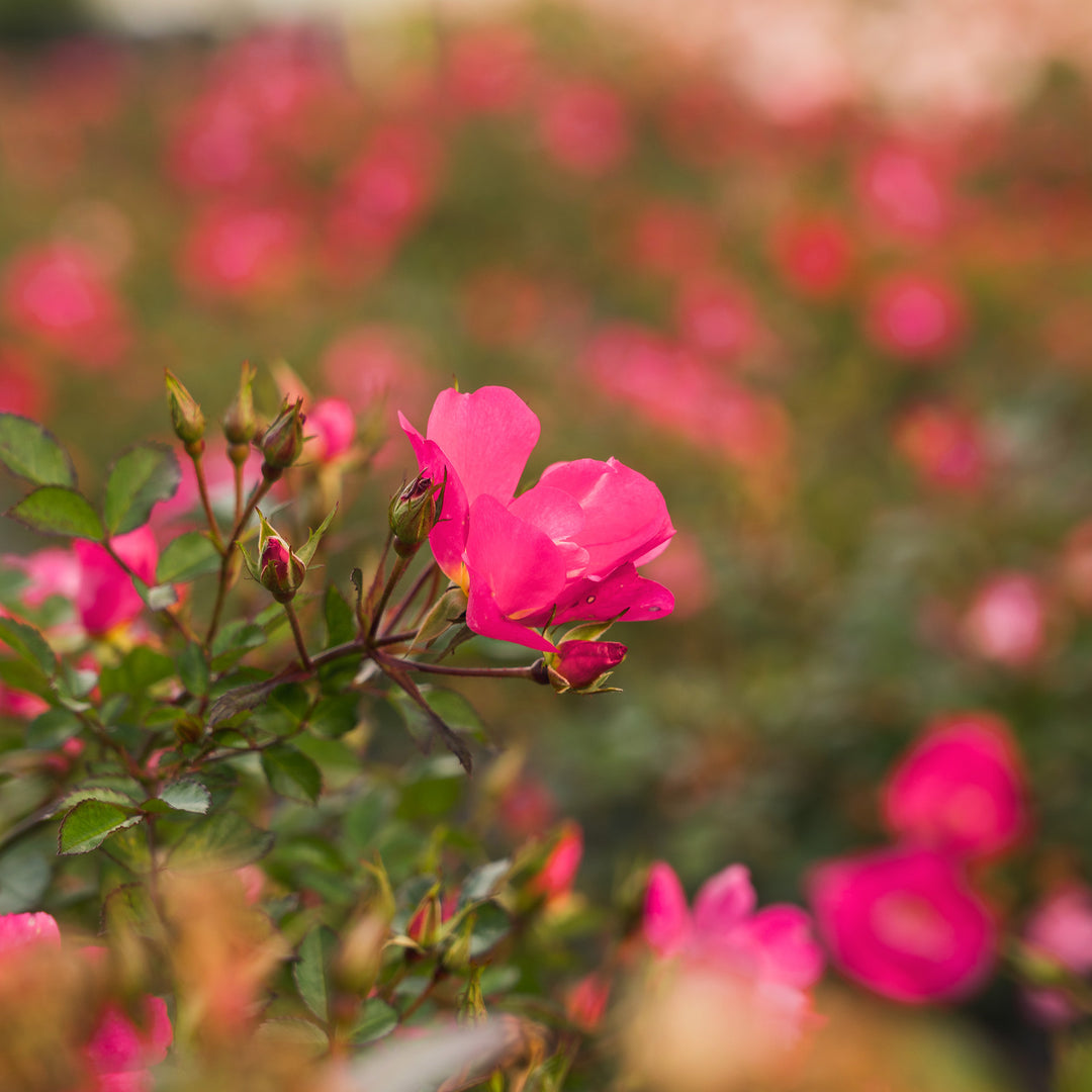 Buy Pink Drift® Rose Bush | Re-blooming Flowers | Perfect Plants
