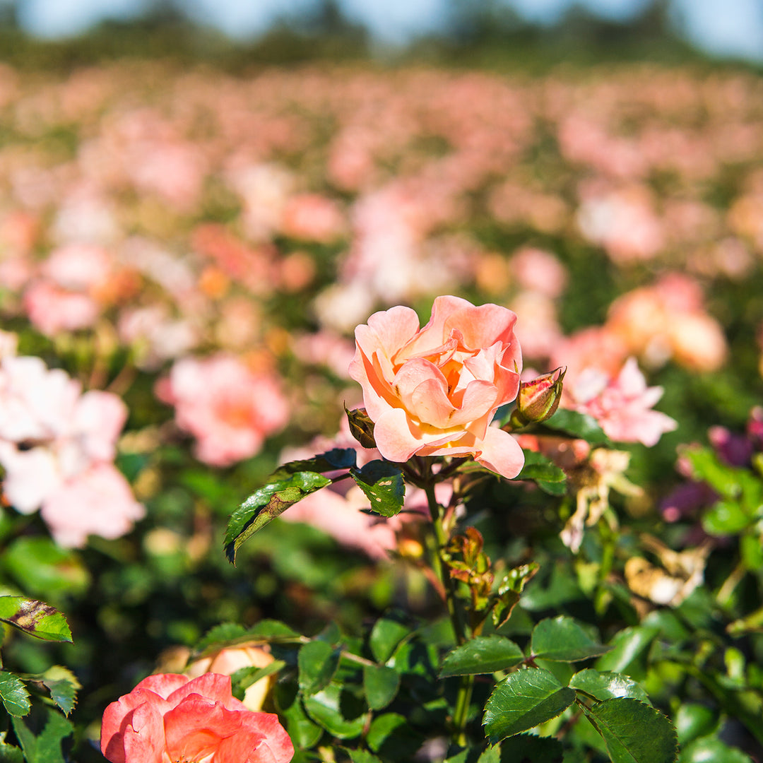 ＊*..Rose garden..＊°.. 優しい彩り　プリザーブドフラワー New Zealand Potted Rose Bush | Blush Pink Hybrid Tea Rose | Grace
