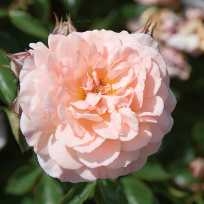 Close up of the ruffles and layers of a Apricot Drift Rose Bush