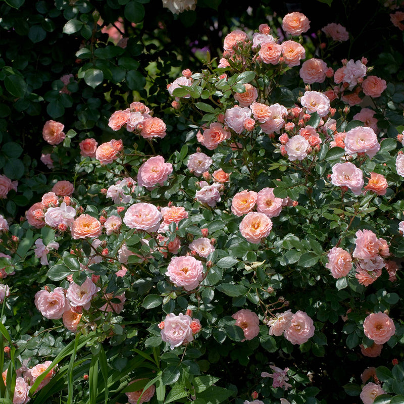 Apricot drift Rose bush in full bloom in a front yard landscape setting