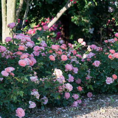 Bouquet of pink and orange apricot drift rose bushes with green leaves in a front yard garden setting