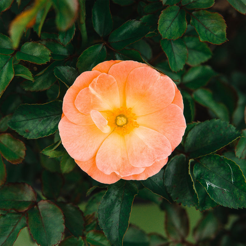 Apricot Drift Rose bush flower against a background of lush green foliage
