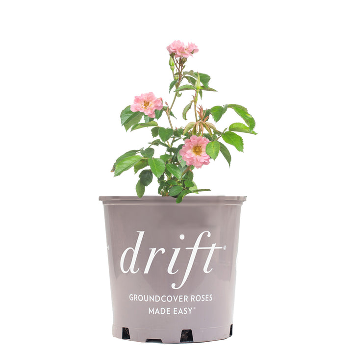 can you plant drift roses in a pot Buy Blushing Drift® Rose Bush for Sale Online