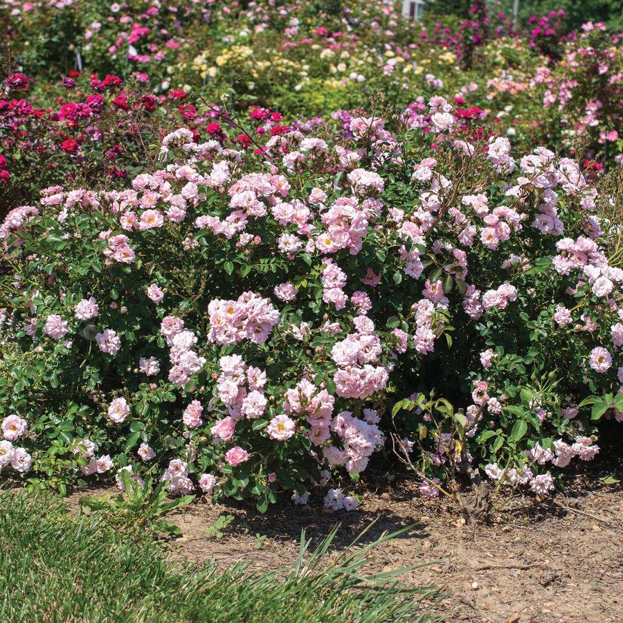 Clearance Plants for Sale | Perfect Plants