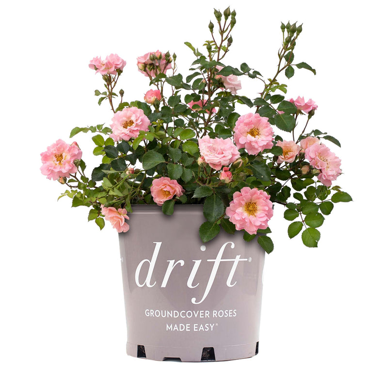 Blushing Drift® Rose Bush
