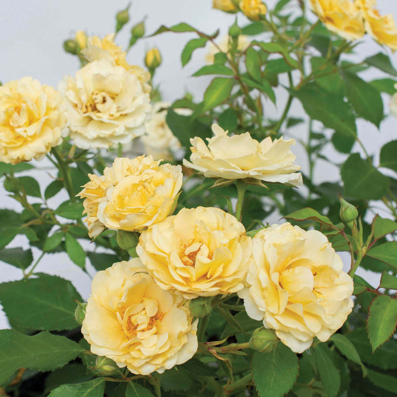 Buy Buttercream Drift® Rose Bush for Sale Online | Perfect Plants