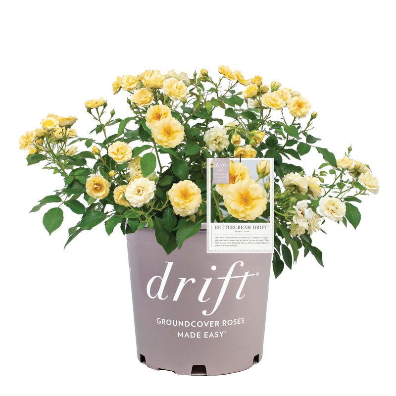 Buttercream Drift® Rose Bush