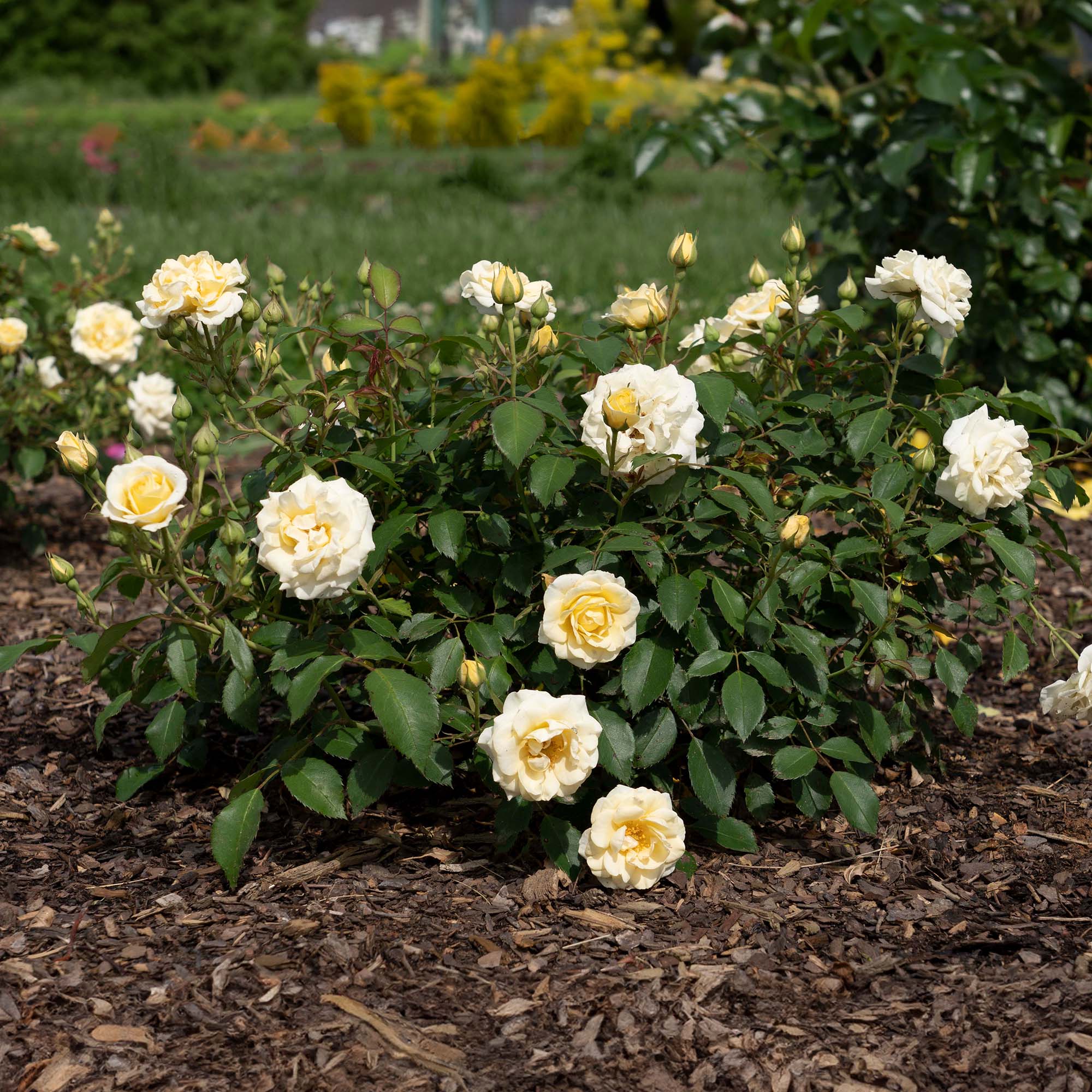 Buy Buttercream Drift® Rose Bush for Sale Online | Perfect Plants