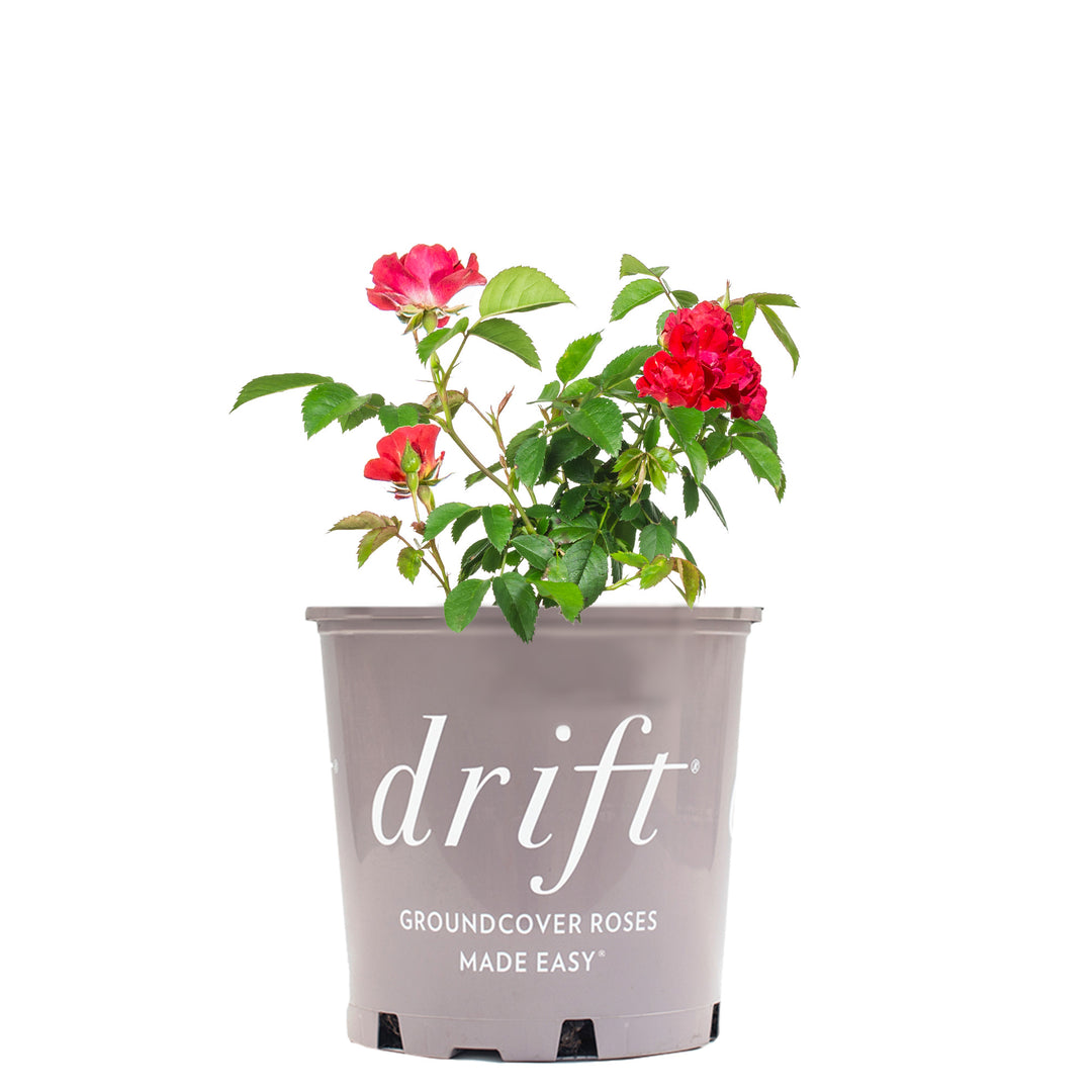 can you plant drift roses in a pot Red Drift® Rose Bush for Sale | Groundcover