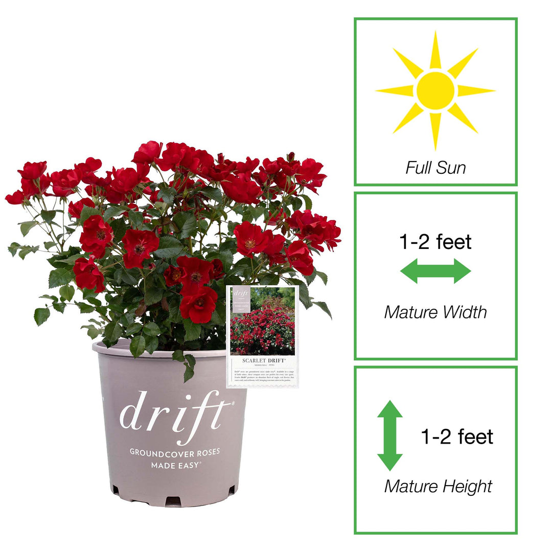 Buy Scarlet Drift® Rose Bush | Groundcover Roses | Perfect Plants