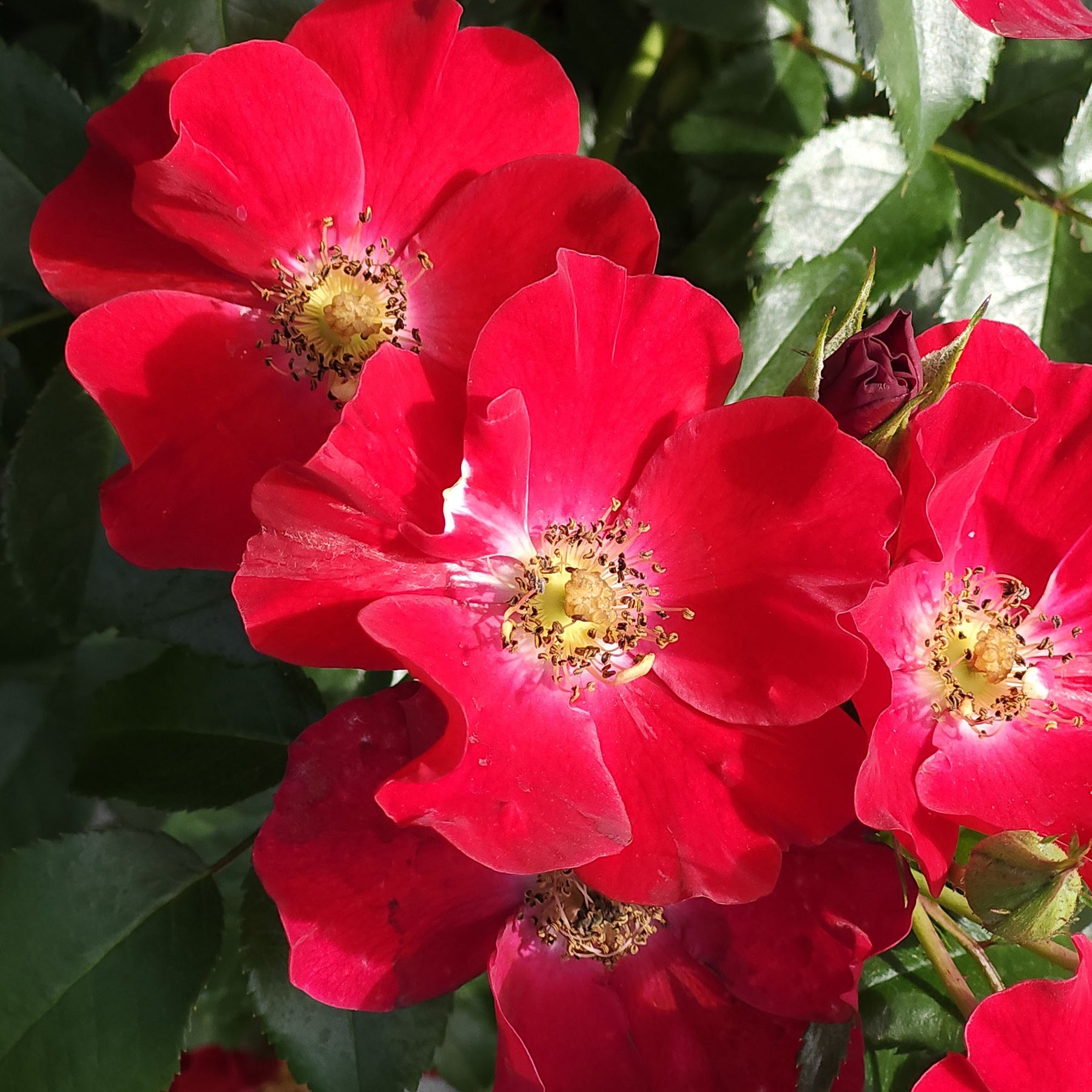 Scarlet Rambling Rose Buy Scarlet Drift® Rose Bush | Groundcover Roses | Perfect Plants