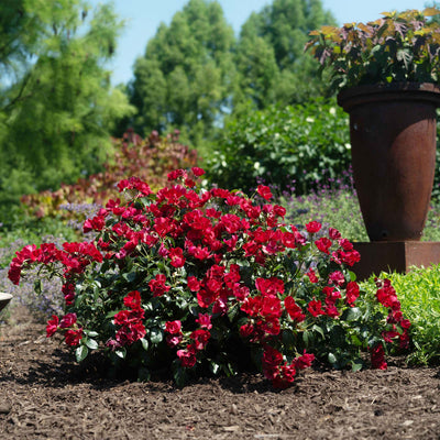 Bush of red scarlet drift rose flowers in a garden setting with trees in the background