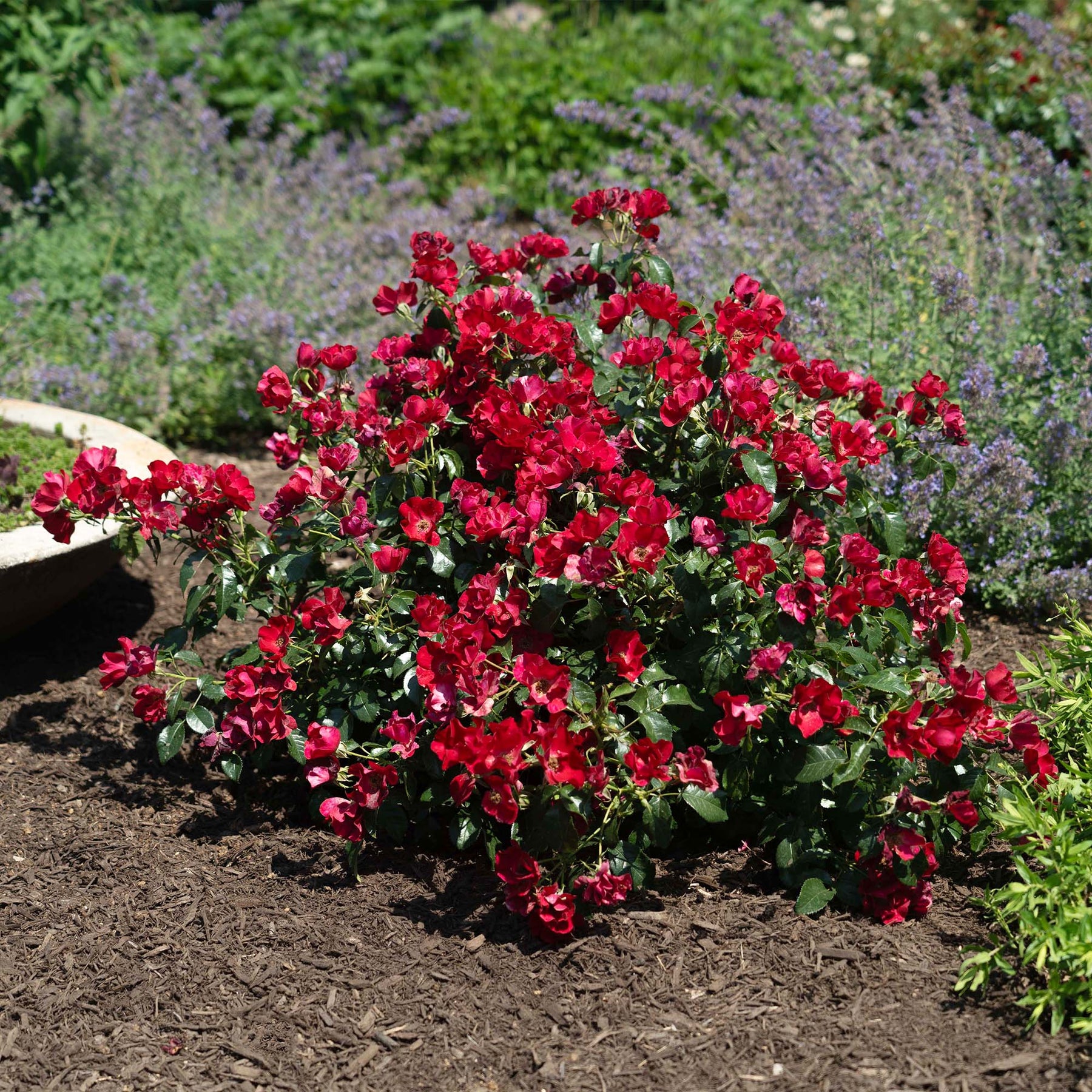 Scarlet Rambling Rose Buy Scarlet Drift® Rose Bush | Groundcover Roses | Perfect Plants