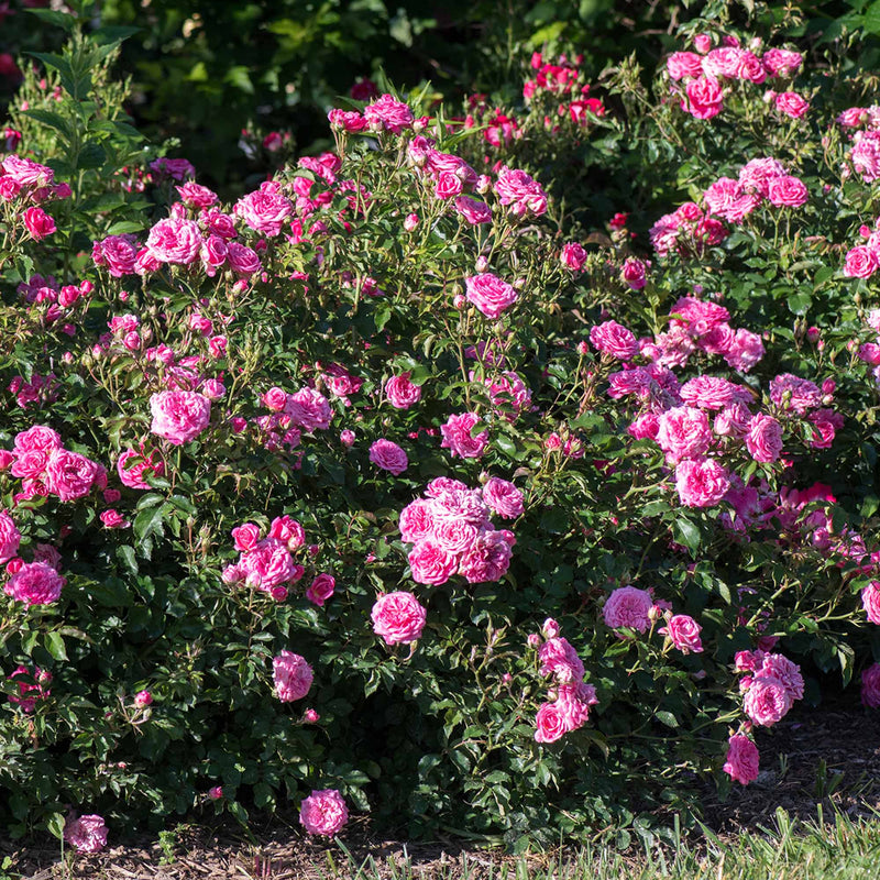 Bouquet of pink sweet drift rose flowers with green leaves planted in a front yard landscape as a border hedge