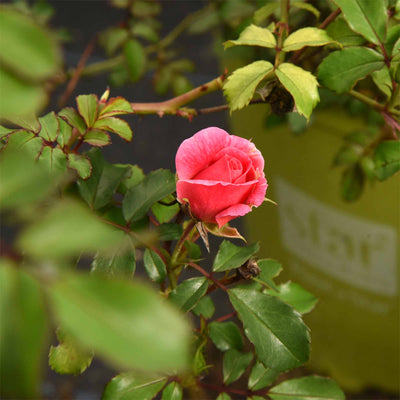 Close up of a single sweet drift rose flower surrounded by light green foliage and a branded Star Roses and Plants pot in the background