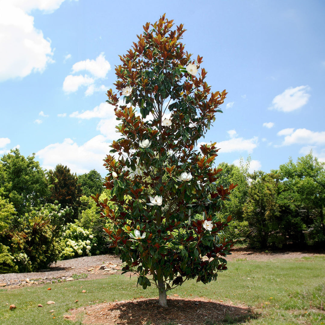 Magnolia Trees Not In Bloom