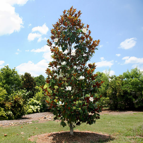 little gem magnolia planted next to house Little Gem Magnolia Tree