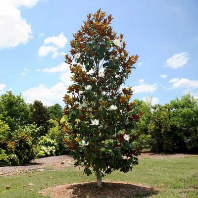 Little Gem Magnolia tree flowering in front yard garden