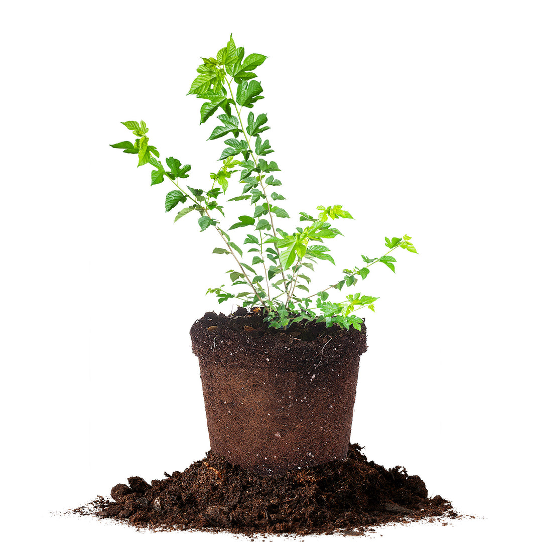 planting mulberry tree in pot Shop Dwarf Everbearing Mulberry Tree | Sweet, Juicy Fruits