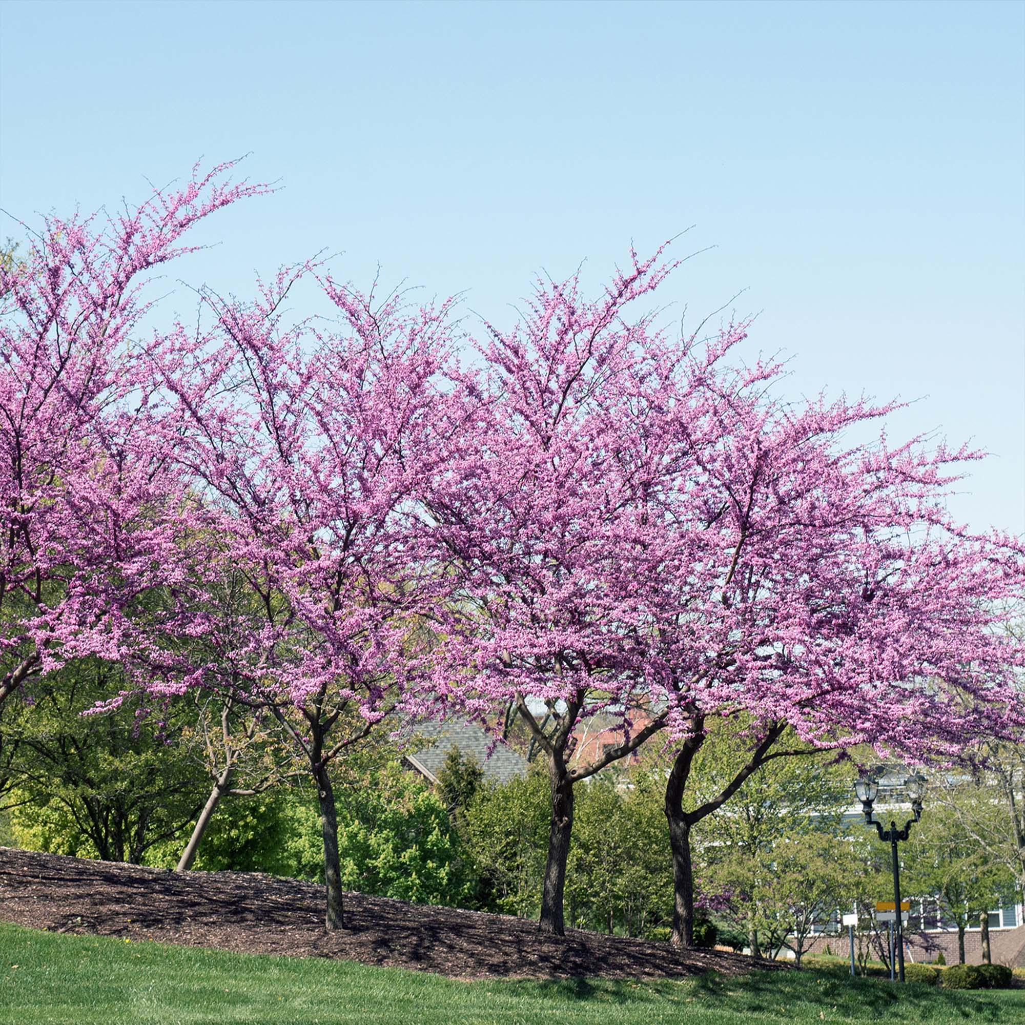 Eastern Redbud Tree For Sale Near Me Eastern Redbud Tree For Sale Near Me