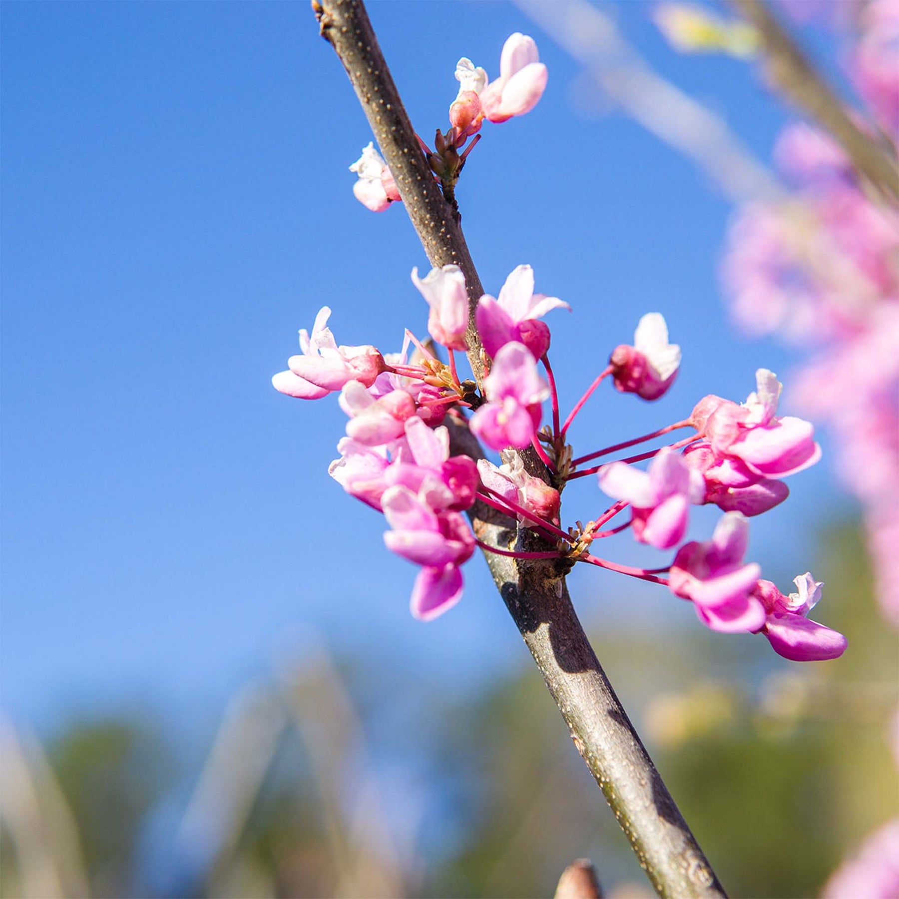 Shop Eastern Redbud Tree for Sale Buy Redbud Trees Perfect Plants