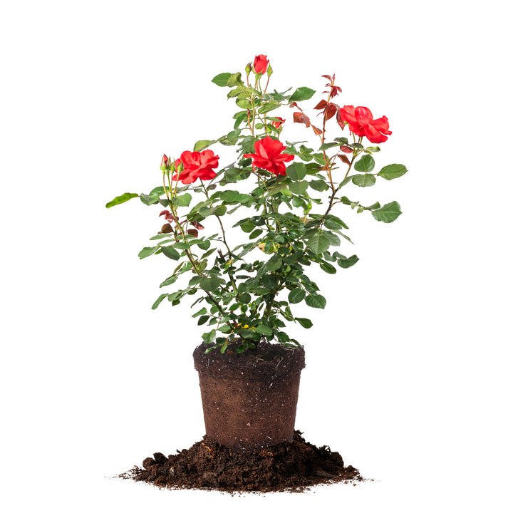 Red Eden Climbing Rose for Sale