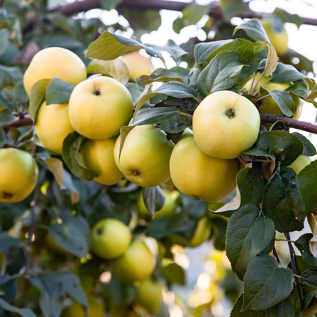 Yellow Apple Fruit — free download
