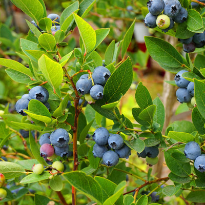 Blueberry Elliot Northern Highbush