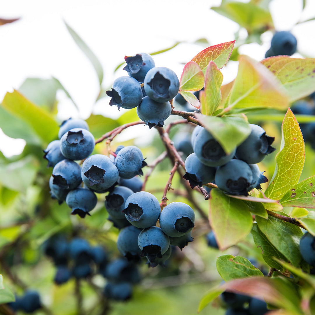 Buy Elliot Blueberry Northern Highbush for Sale | Perfect Plants