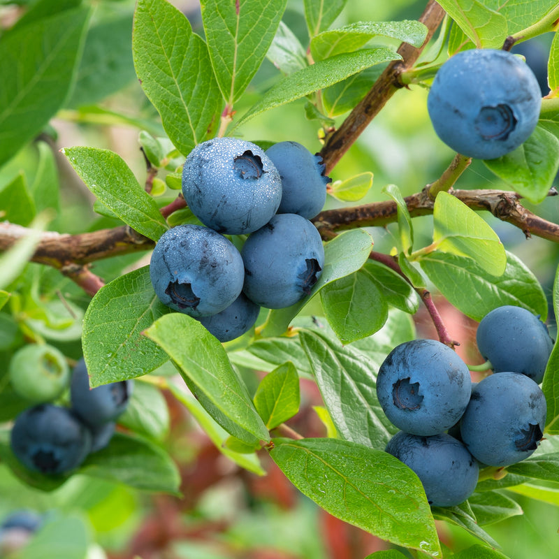 Blueberry Elliot Northern Highbush