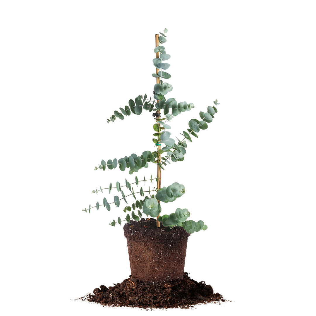 indoor eucalyptus plant for sale Silver Dollar Eucalyptus Plant for Sale