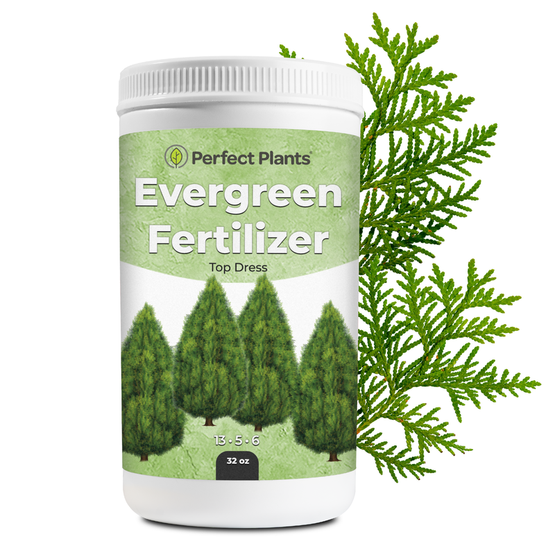 Slow Release Evergreen Fertilizer