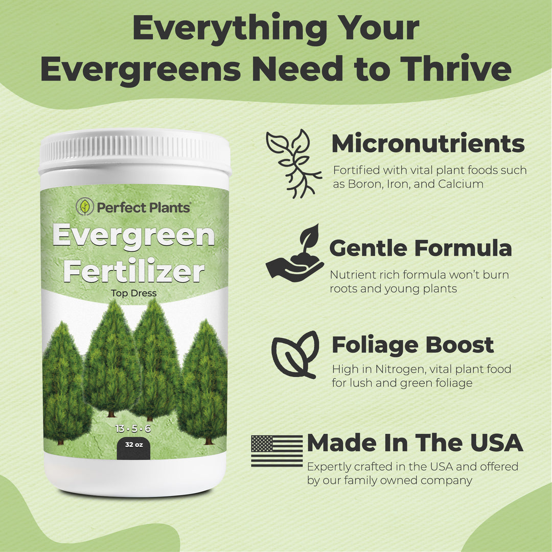 best fertilizer for shrubs and plants Slow Release Evergreen Fertilizer